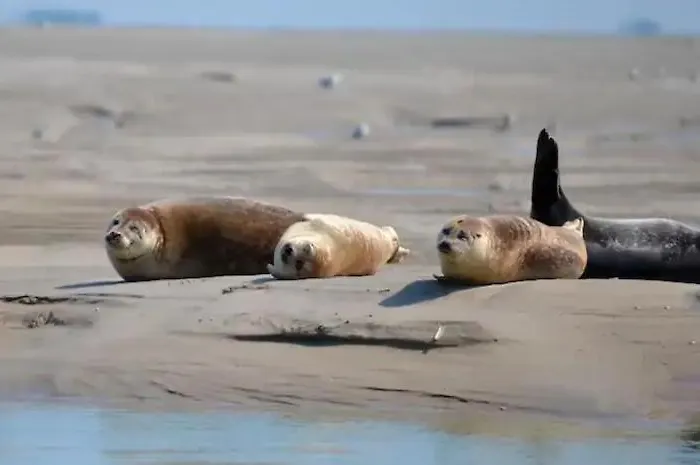 Gite Escale Oceania En Baie De Somme A Ault, 50M De La Mer